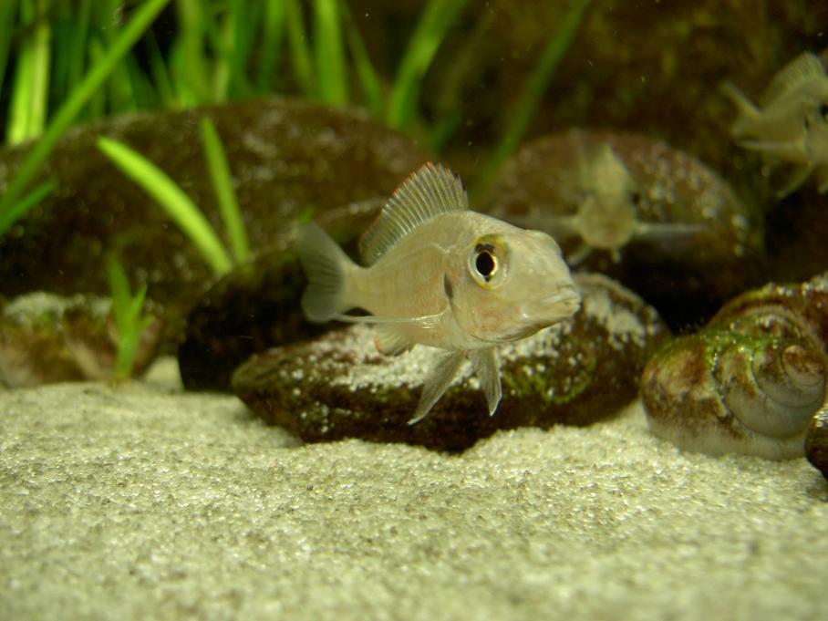 Callochromis macrops Ndole.JPG