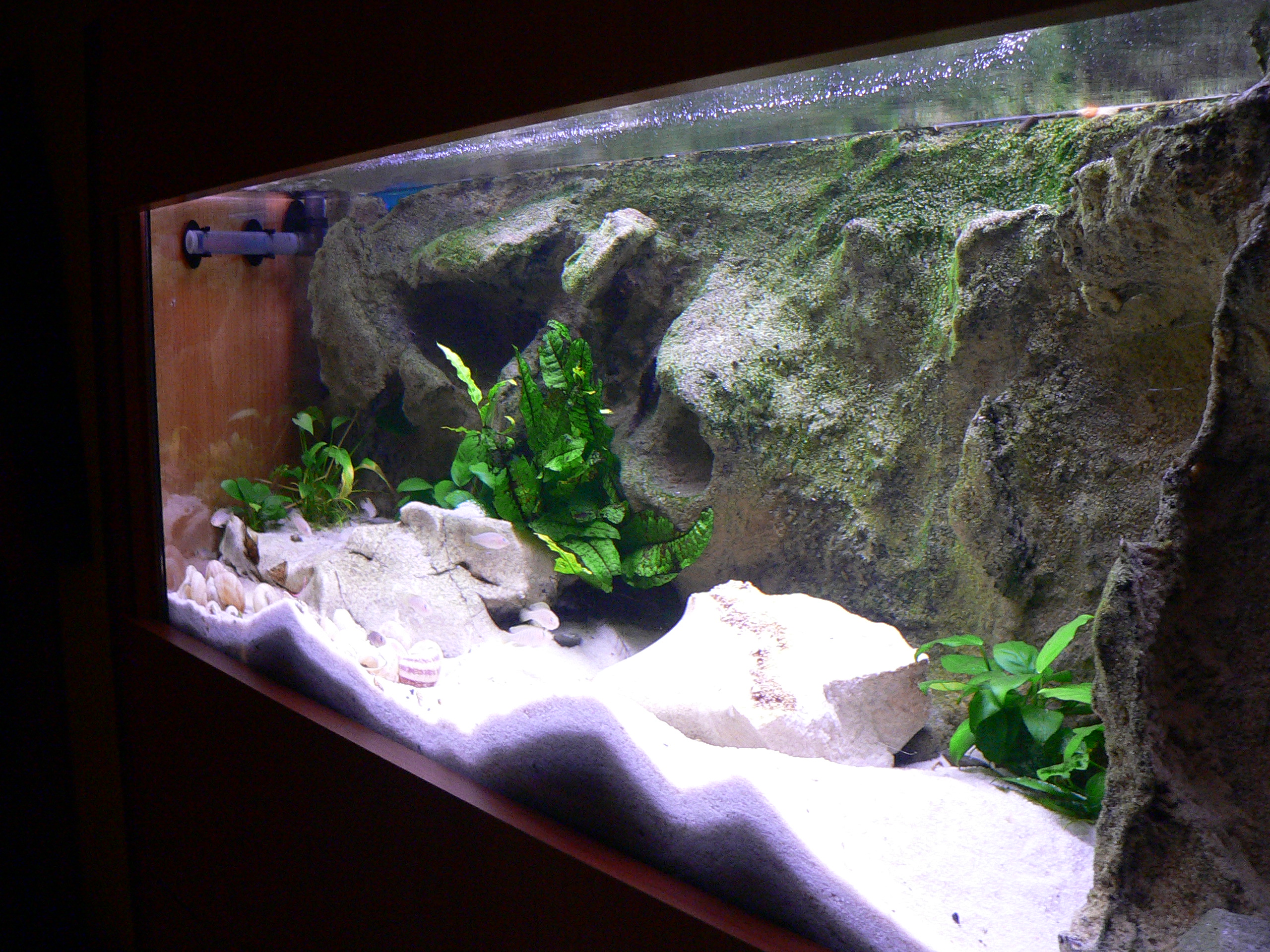 akvaria 16.listopad 08 170.jpg